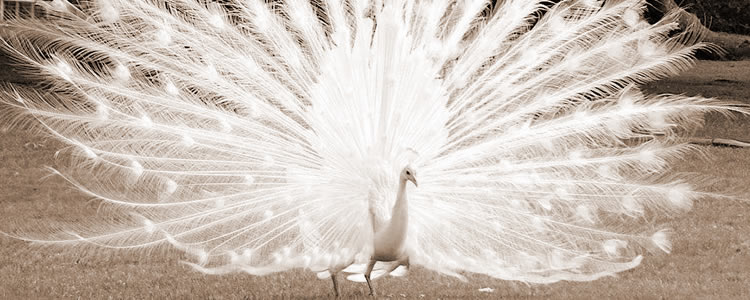 Whitepeacock