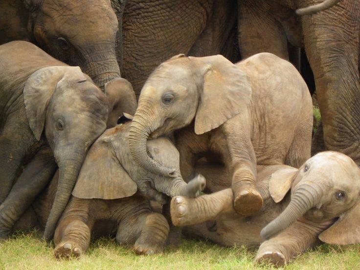 Elephants en group